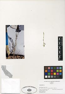 Herbarium sheet of 